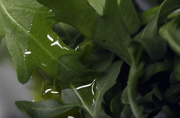 Detalle de vinagreta de jengibre y limón sobre hojas de lechuga
