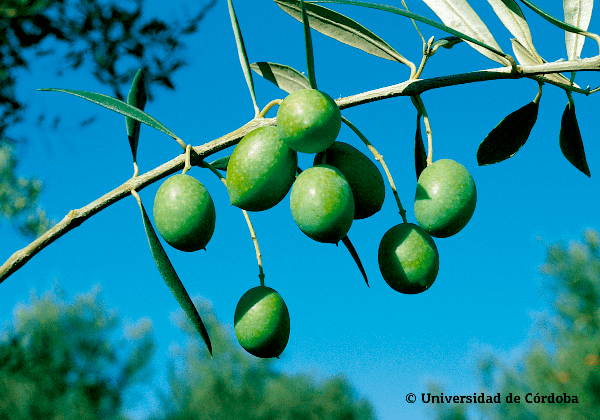 Aceituna de la variedad Alfafara 