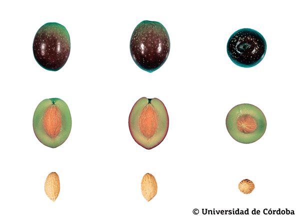 Corte de una aceituna de la variedad Alfafara