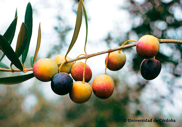 Aceituna de la variedad Aloreña