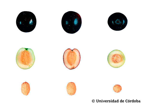 Corte de una aceituna de la variedad Aloreña