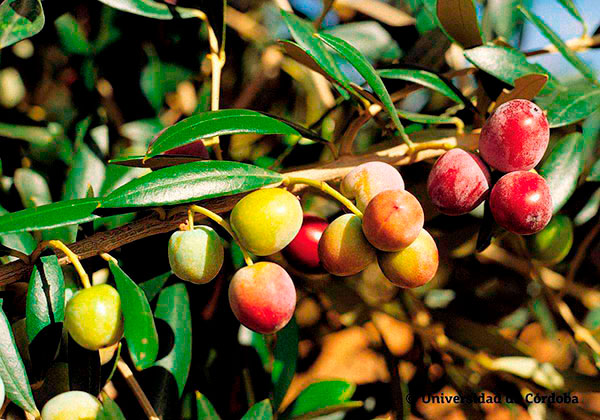 Aceituna de la variedad arbequina 