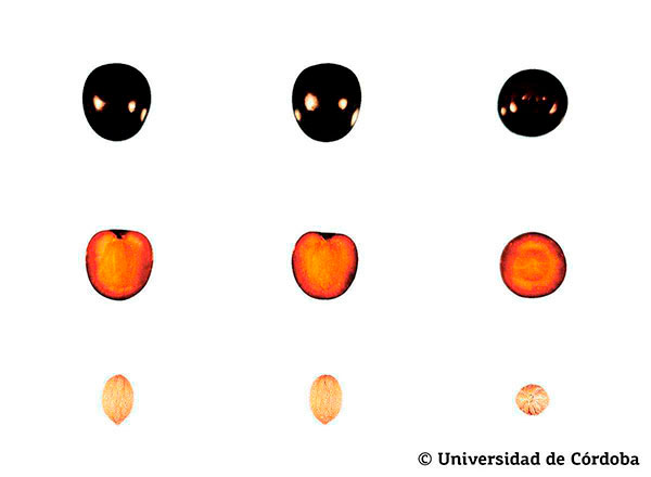 Corte de una aceituna de la variedad arbequina