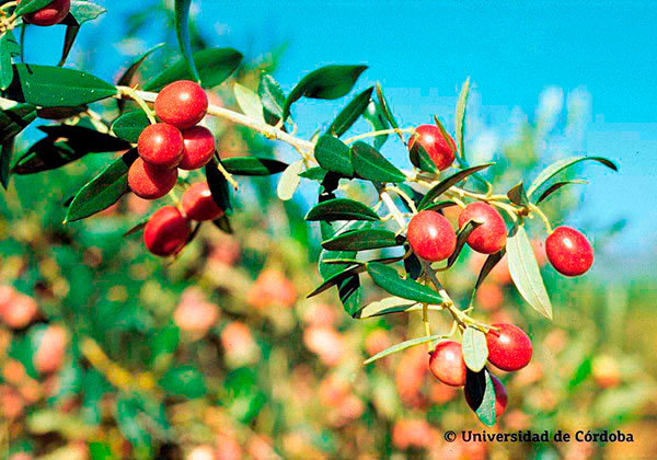 Aceituna de la variedad Blanqueta