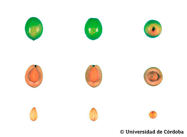 Corte de una aceituna de la variedad Blanqueta