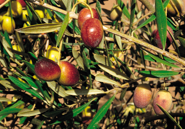 Aceituna de la variedad Castellana 