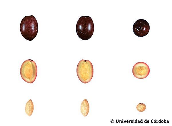 Corte de una aceituna de la variedad Castellana