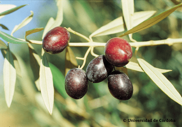 Aceituna de la variedad Changlot Real