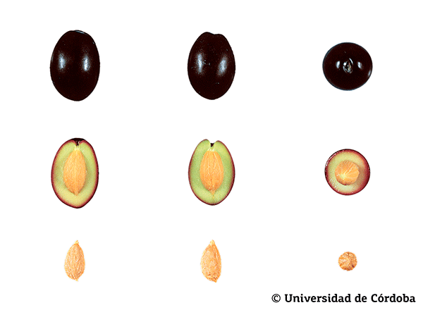 Corte de una aceituna de la variedad Changlot Real