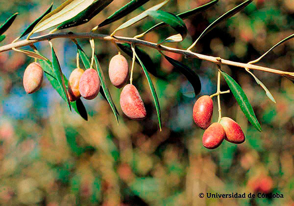 Aceituna de la variedad cornicabra