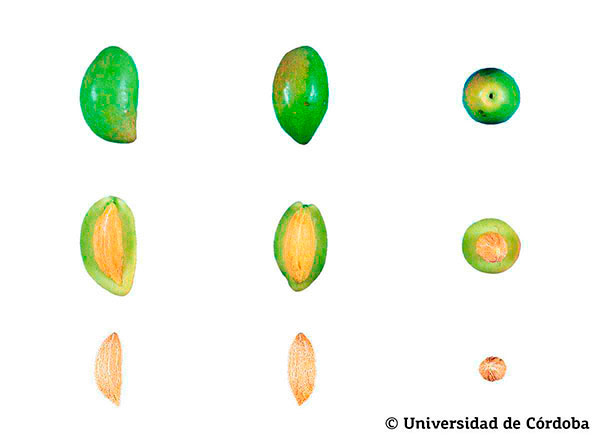 Corte de una aceituna de la variedad cornicabra