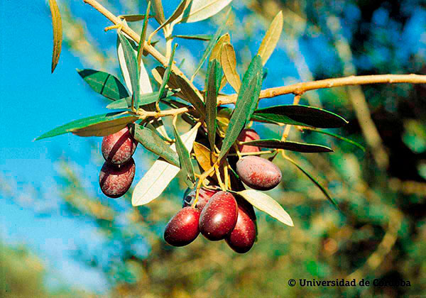 Aceituna de la variedad Empeltre