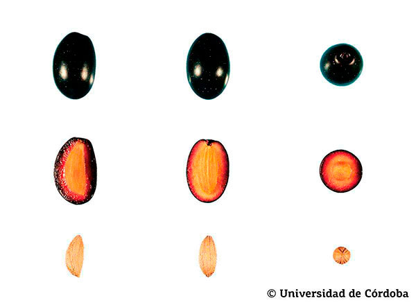 Corte de una aceituna de la variedad Empeltre