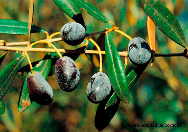 Aceituna de la variedad Farga