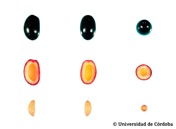 Corte de una aceituna de la variedad Farga