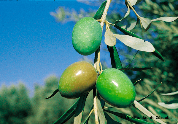 Aceituna de la variedad Gordal Sevillana 