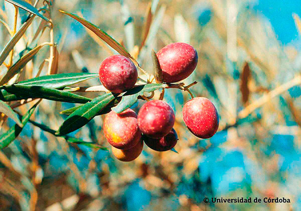 Aceituna de la variedad Hojiblanca 