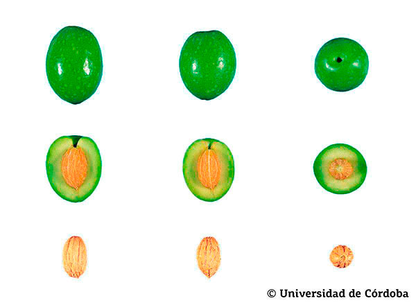 Corte de una aceituna de la variedad Hojiblanca