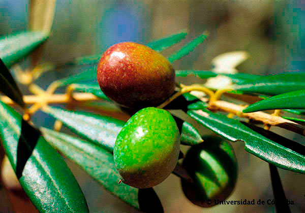 Aceituna de la variedad lechín de Granada