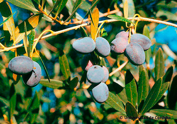 Aceituna de la variedad lechín de Sevilla 