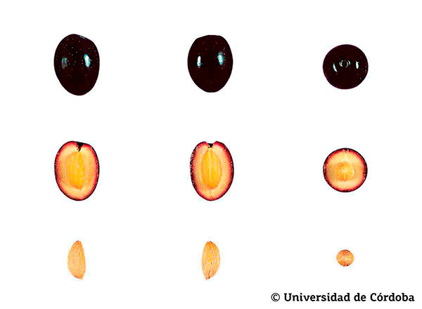 Corte de una aceituna de la variedad lechín de Sevilla 