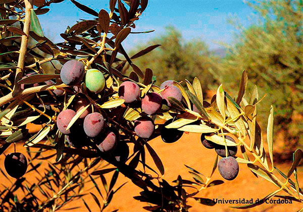 Aceituna de la variedad Manzanilla Cacereña 
