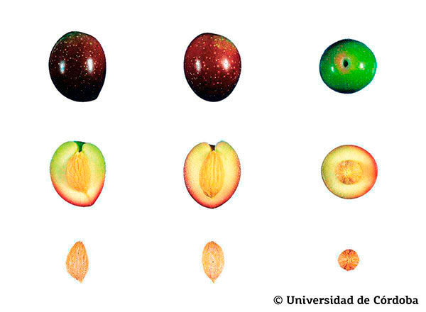 Corte de una aceituna de la variedad Manzanilla Cacereña