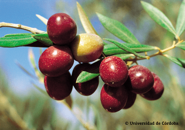 Aceituna de la variedad manzanilla de Sevilla 