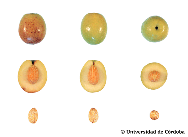 Corte de una aceituna de la variedad manzanilla de Sevilla