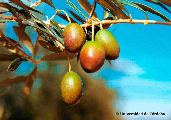 Aceituna de la variedad Morisca 