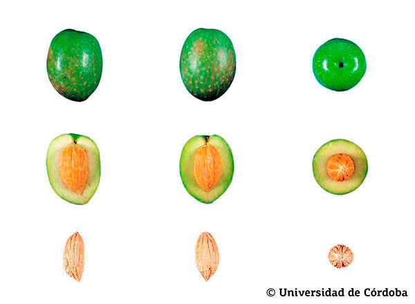 Corte de una aceituna de la variedad Morisca 