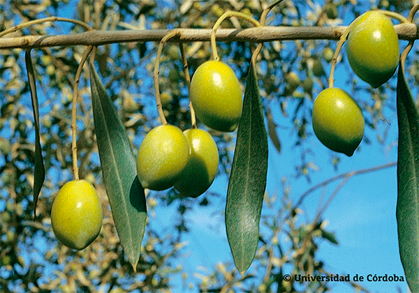 Aceituna de la variedad Morrut 