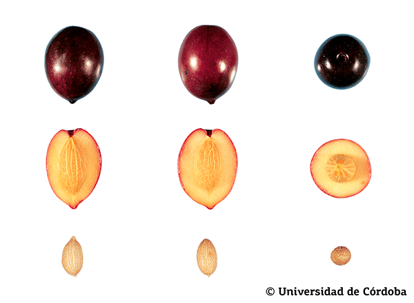 Corte de una aceituna de la variedad Morrut