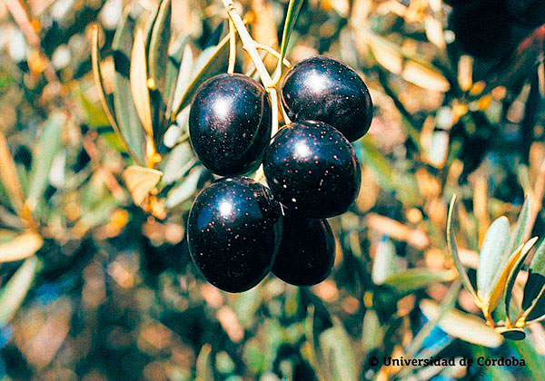 Aceituna de la variedad Picual 