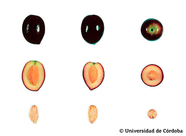 Corte de una aceituna de la variedad Picual