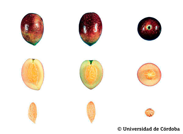 Corte de una aceituna de la variedad picudo