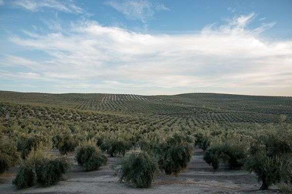 Mar de olivos en España