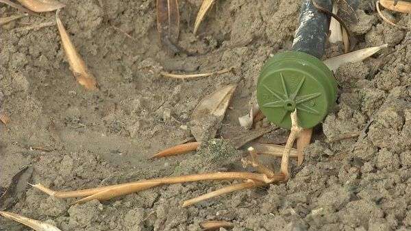 El olivar se sitúa a la cabeza del uso eficiente del agua de riego en España 