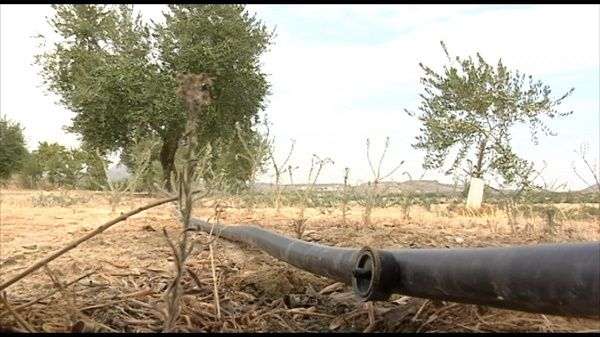 El olivar se sitúa a la cabeza del uso eficiente del agua de riego en España 