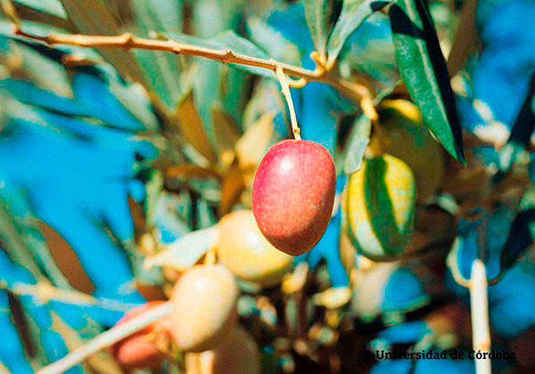 Aceituna de la variedad royal 