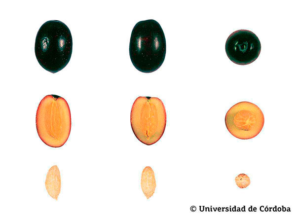 Corte de una aceituna de la variedad royal