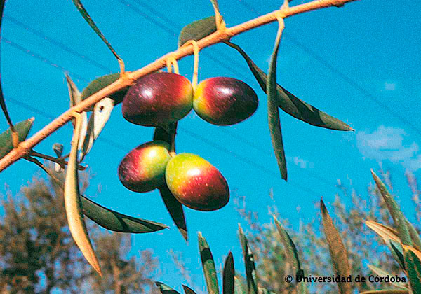 Aceituna de la variedad Sevillenca