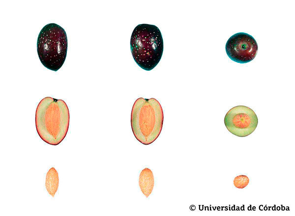 Corte de una aceituna de la variedad Sevillenca