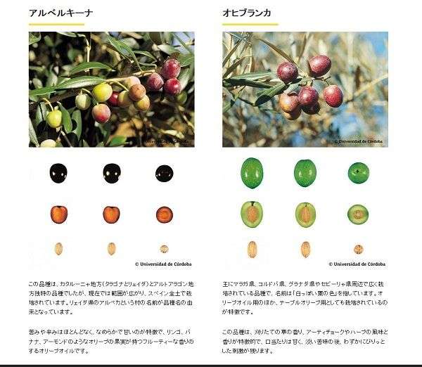 Variedades de aceitunas en japonés en la web