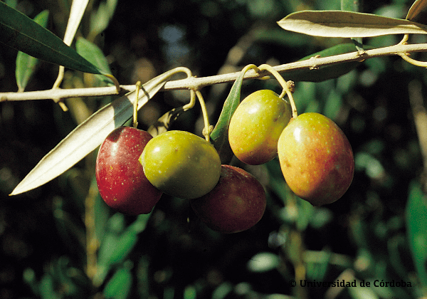 Aceituna de la variedad verdial de Badajoz 