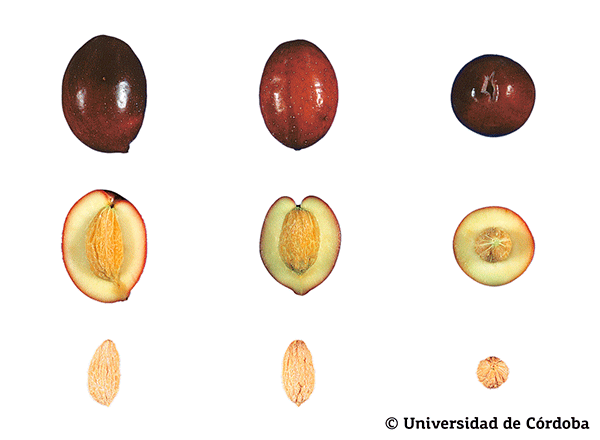 Corte de una aceituna de la variedad verdial de Badajoz