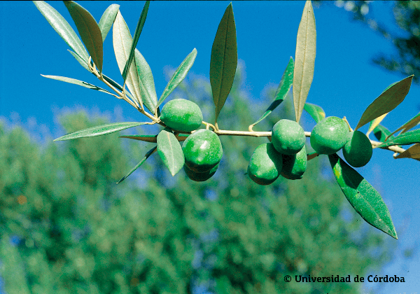 Aceituna de la variedad verdial de Huévar 