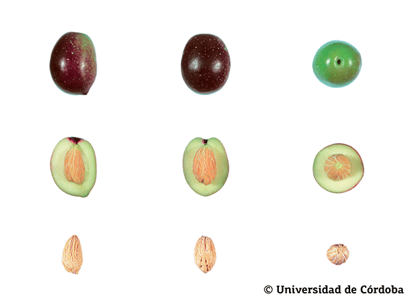 Corte de una aceituna de la variedad verdial de Huévar