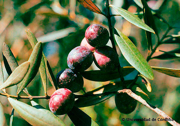 Aceituna de la variedad Verdial de Vélez-Málaga 