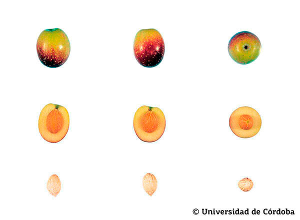 Corte de una aceituna de la variedad Verdial de Vélez-Málaga